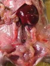 Chapitre 7 | Le fonctionnement des organes reproducteurs | Documents : Dissection Souris femelle