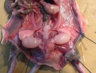 Chapitre 7 | Le fonctionnement des organes reproducteurs | Documents : Dissection Souris mâles